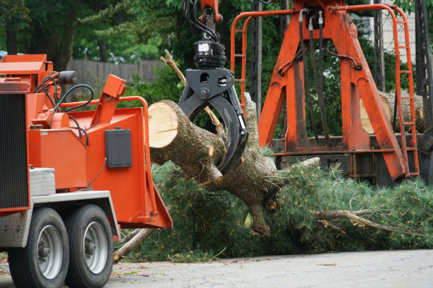 Trusted East Pepperell, MA Tree Care Services Experts