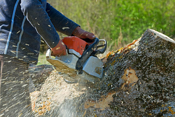 How Our Tree Care Process Works  in  East Pepperell, MA